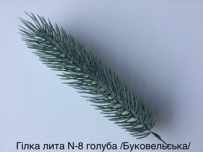 Гілка лита №8, голуба /буковельська/